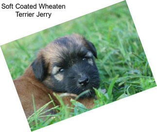 Soft Coated Wheaten Terrier Jerry