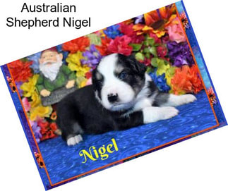 Australian Shepherd Nigel