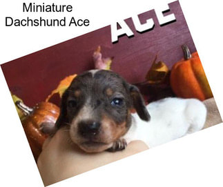 Miniature Dachshund Ace