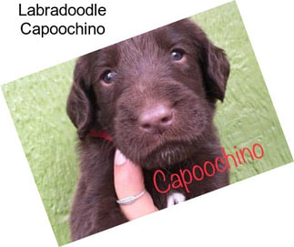 Labradoodle Capoochino