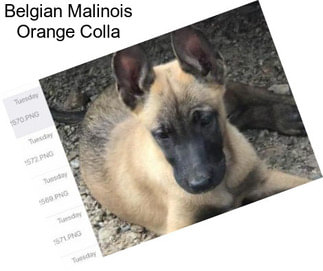 Belgian Malinois Orange Colla