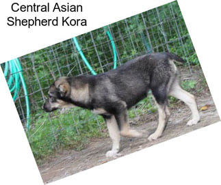 Central Asian Shepherd Kora