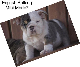 English Bulldog Mini Merle2