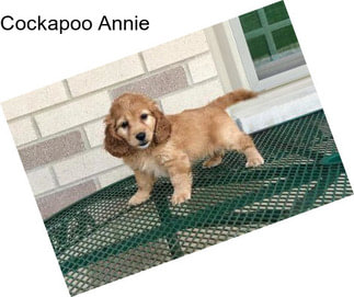Cockapoo Annie