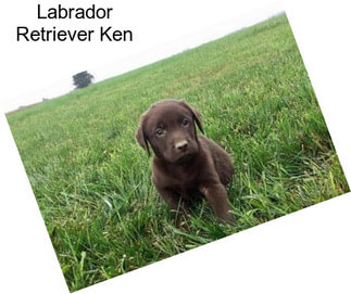 Labrador Retriever Ken