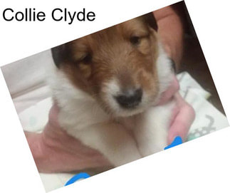 Collie Clyde
