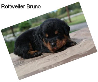 Rottweiler Bruno