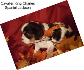 Cavalier King Charles Spaniel Jackson