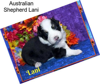 Australian Shepherd Lani