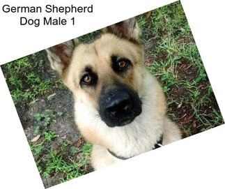 German Shepherd Dog Male 1