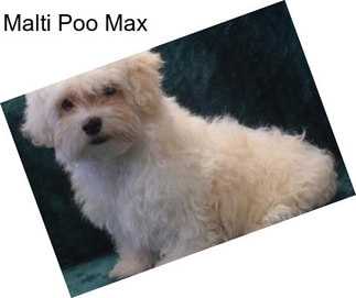 Malti Poo Max
