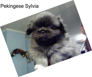 Pekingese Sylvia