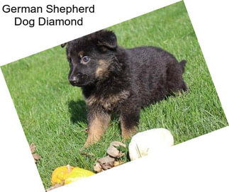 German Shepherd Dog Diamond