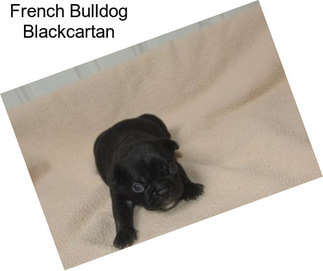 French Bulldog Blackcartan