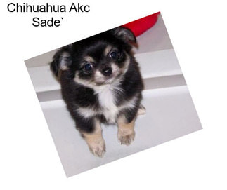 Chihuahua Akc Sade`