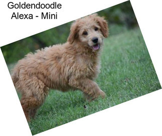 Goldendoodle Alexa - Mini