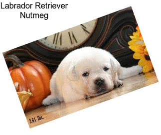 Labrador Retriever Nutmeg