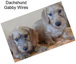 Dachshund Gabby Wires