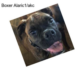 Boxer Alaric1/akc