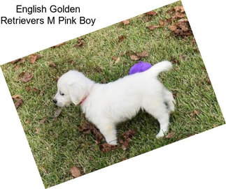 English Golden Retrievers M Pink Boy