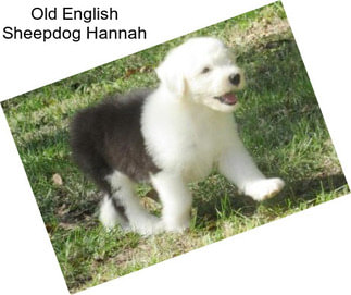 Old English Sheepdog Hannah