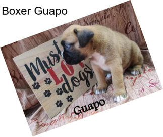 Boxer Guapo