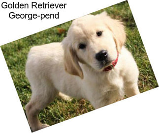 Golden Retriever George-pend