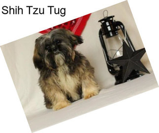 Shih Tzu Tug