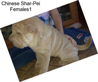 Chinese Shar-Pei Females1