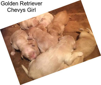Golden Retriever Chevys Girl