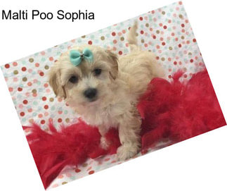 Malti Poo Sophia