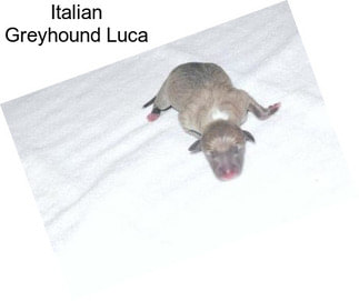 Italian Greyhound Luca