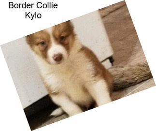 Border Collie Kylo