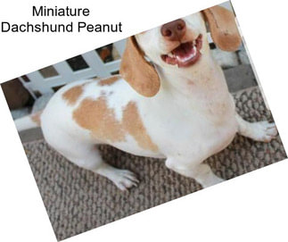 Miniature Dachshund Peanut