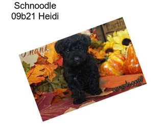 Schnoodle 09b21 Heidi