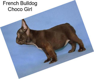 French Bulldog Choco Girl