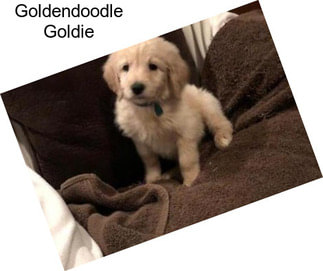 Goldendoodle Goldie