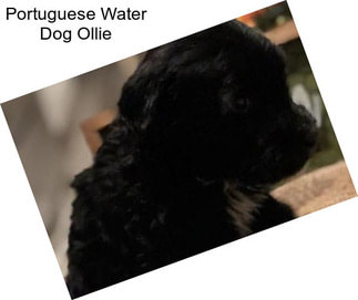 Portuguese Water Dog Ollie