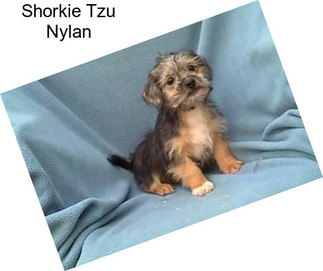 Shorkie Tzu Nylan