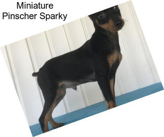 Miniature Pinscher Sparky