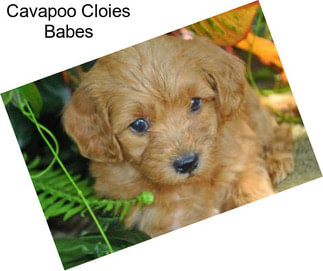 Cavapoo Cloies Babes