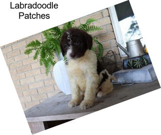 Labradoodle Patches