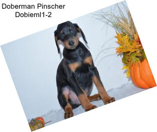 Doberman Pinscher Dobieml1-2