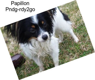 Papillon Pndg-rdy2go