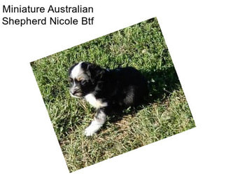 Miniature Australian Shepherd Nicole Btf