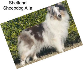 Shetland Sheepdog Aila