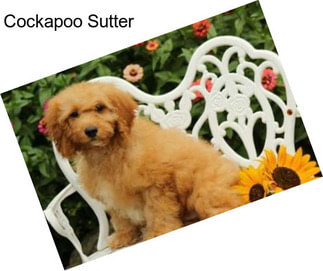 Cockapoo Sutter