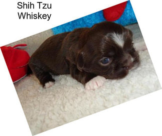 Shih Tzu Whiskey