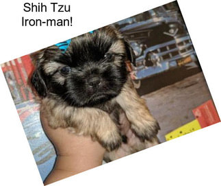 Shih Tzu Iron-man!