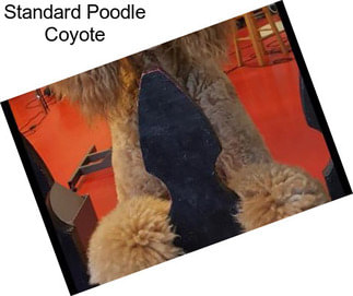 Standard Poodle Coyote